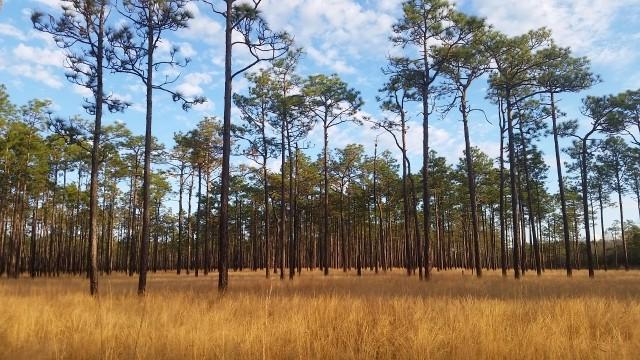 longleaf pine