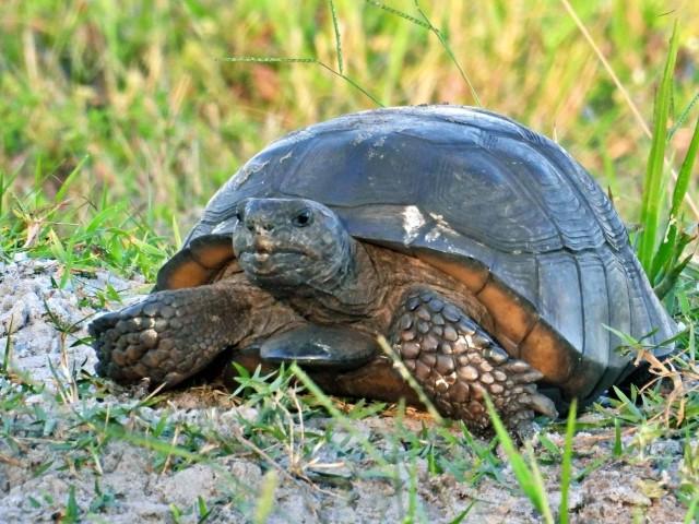 Gopher Tortoise 